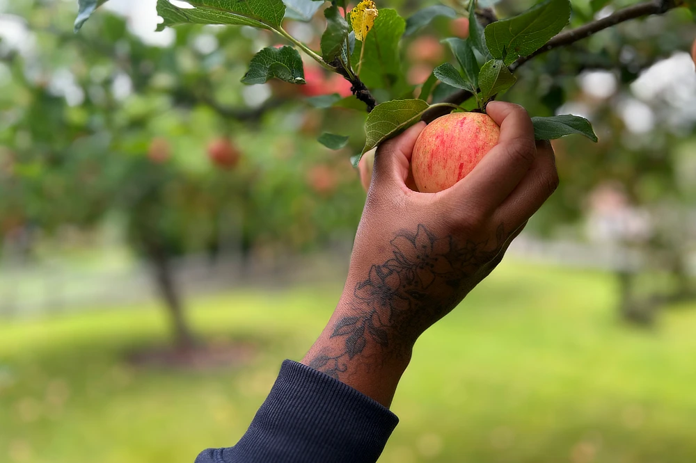 Linneas hand plockar ett äpple från ett äppelträd.